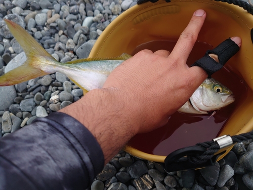 ワカシの釣果