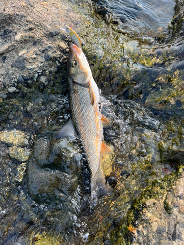 ウグイの釣果