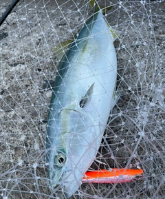 イナダの釣果