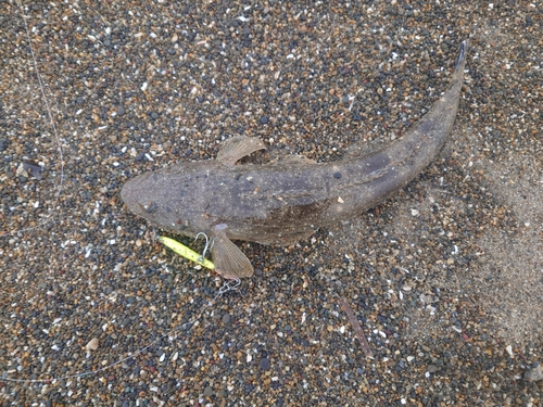 マゴチの釣果