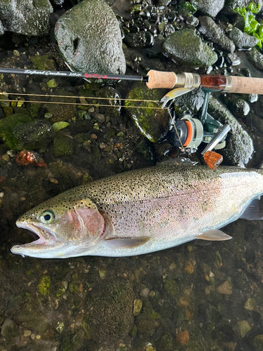 ニジマスの釣果