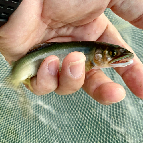 アユの釣果