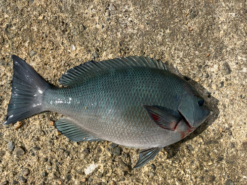 メジナの釣果