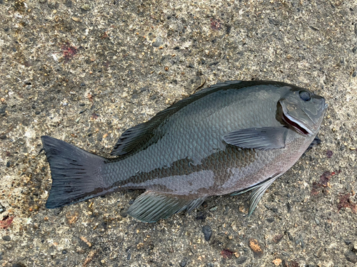 メジナの釣果