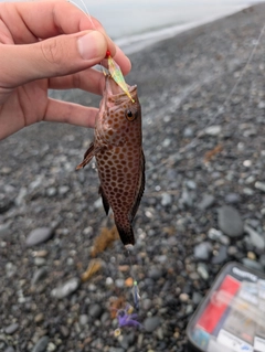 オオモンハタの釣果