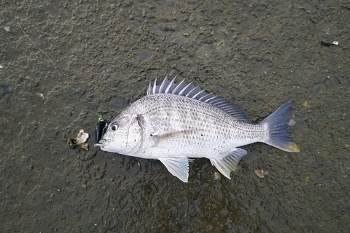 キビレの釣果