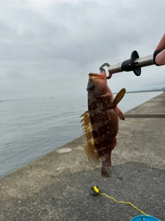 アコウの釣果