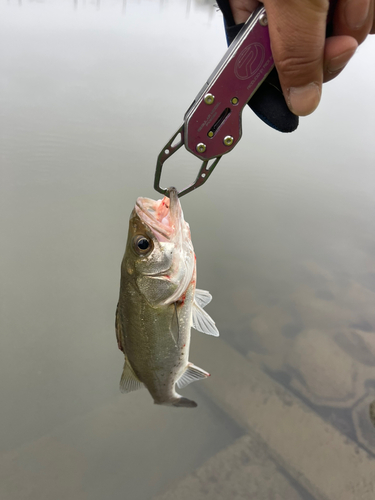 スズキの釣果