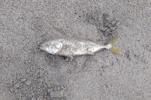 ワカシの釣果