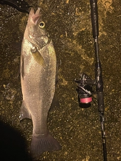 ヒラスズキの釣果