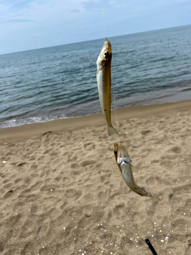 シロギスの釣果