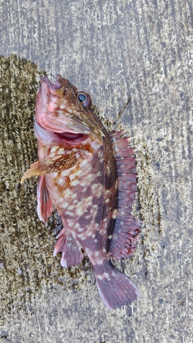 カサゴの釣果