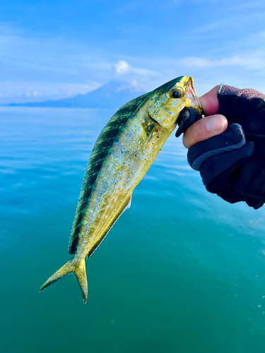 シイラの釣果