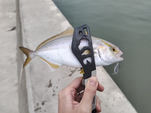 ショゴの釣果