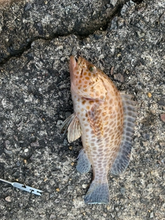 オオモンハタの釣果