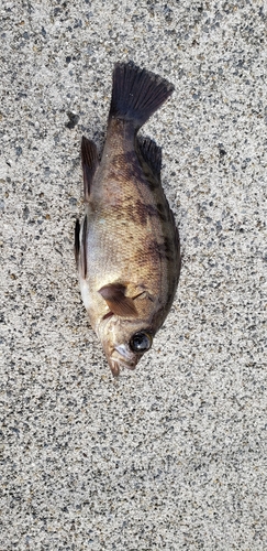 シロメバルの釣果