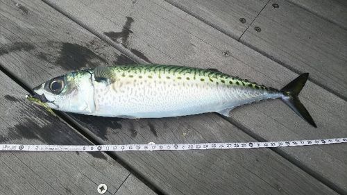 マサバの釣果