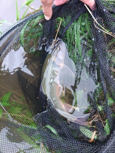 ケタバスの釣果