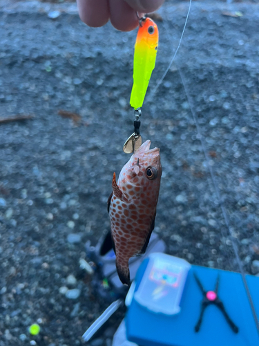 オオモンハタの釣果