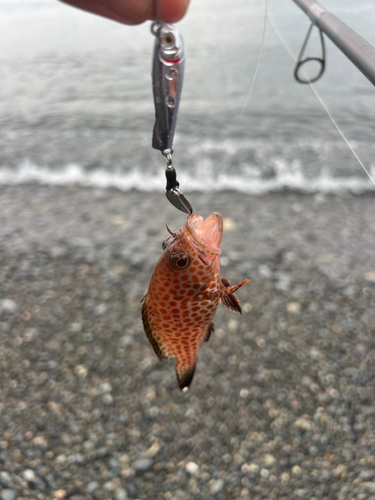 オオモンハタの釣果