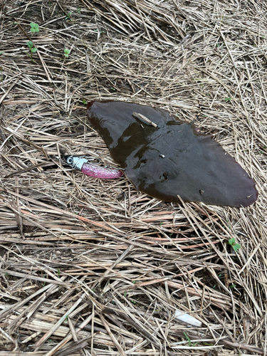 エイの釣果