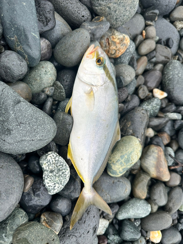 ショゴの釣果