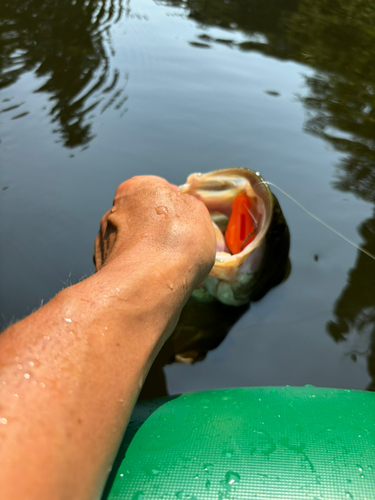 ラージマウスバスの釣果