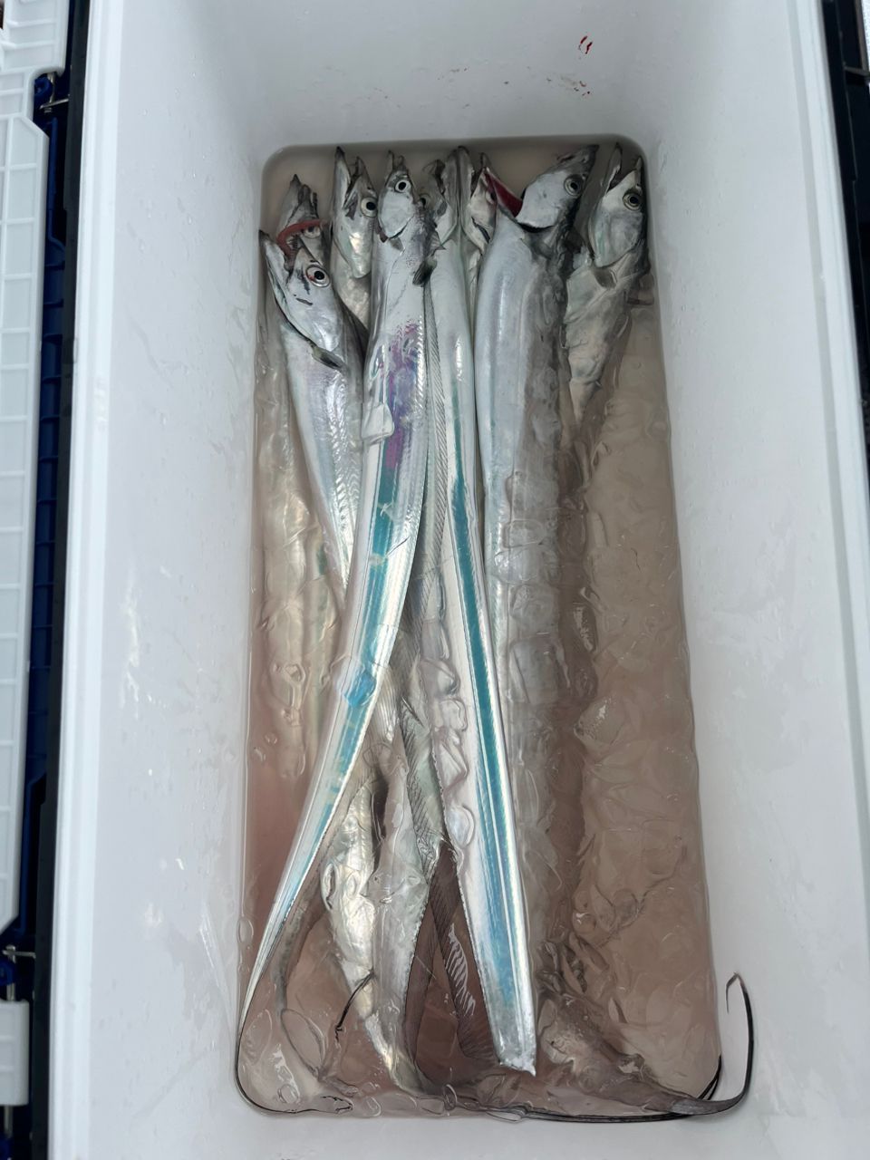 eichan.dさんの釣果 3枚目の画像