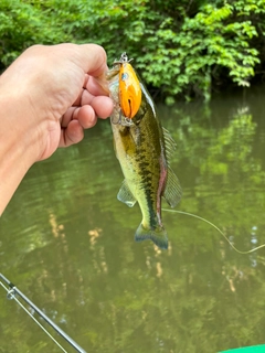 ラージマウスバスの釣果