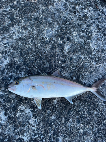 カンパチの釣果