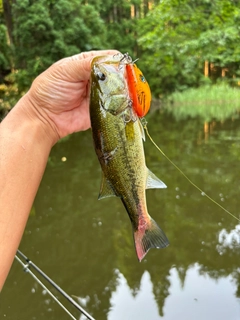 ラージマウスバスの釣果