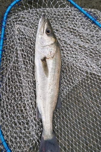 フッコ（マルスズキ）の釣果