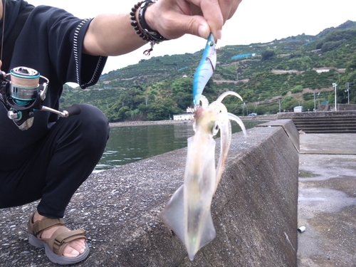 ヤリイカの釣果