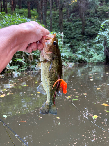 ラージマウスバスの釣果