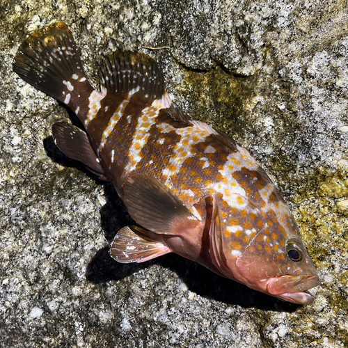 アコウの釣果