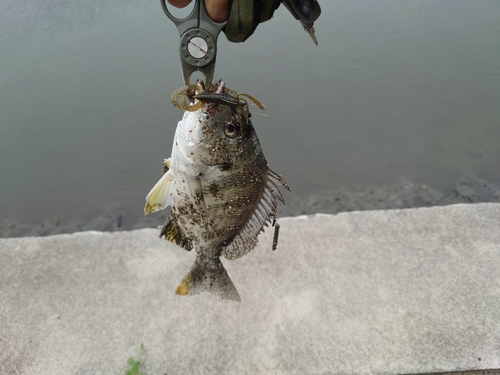 キビレの釣果