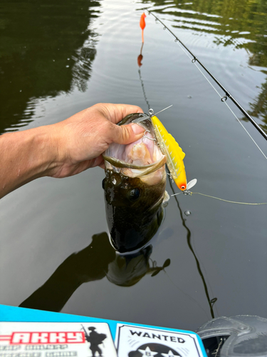 ラージマウスバスの釣果