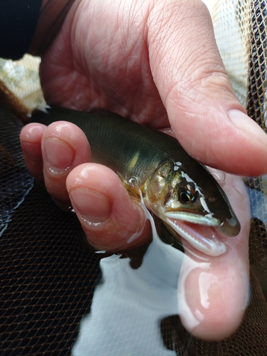 アユの釣果