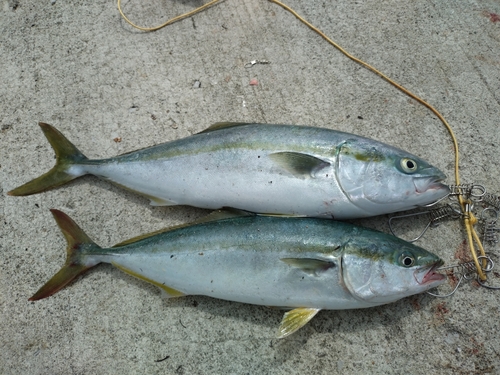 イナダの釣果