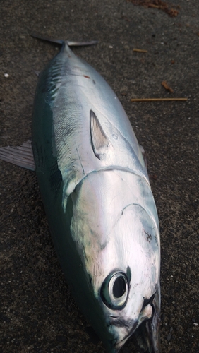 ソウダガツオの釣果