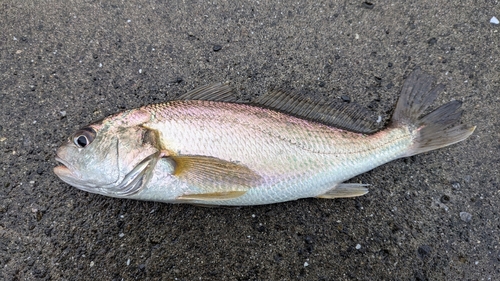 イシモチの釣果