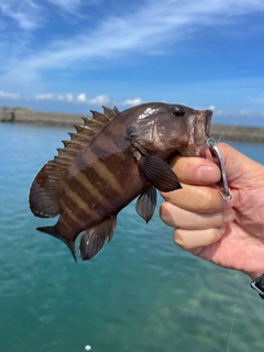 ヤミハタの釣果