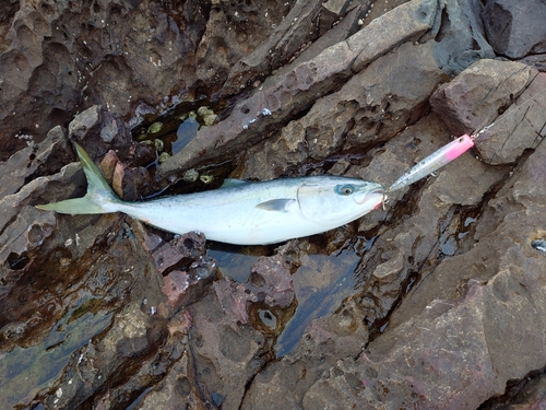 ヤズの釣果