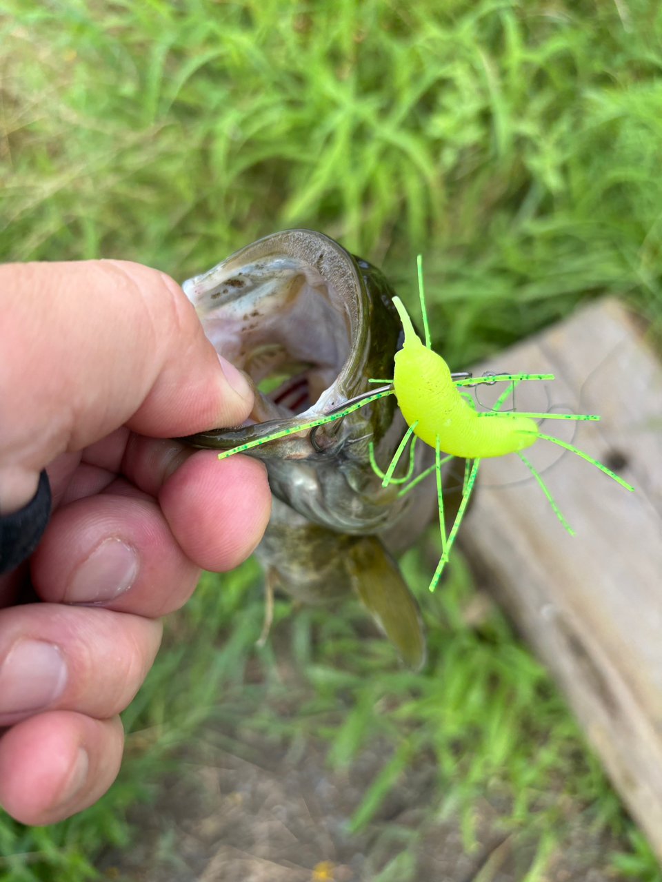 スモールマウスバス