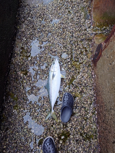 ヤズの釣果