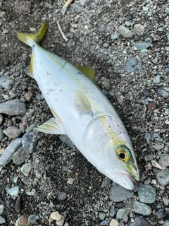 ワカシの釣果