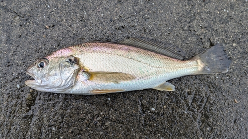 イシモチの釣果