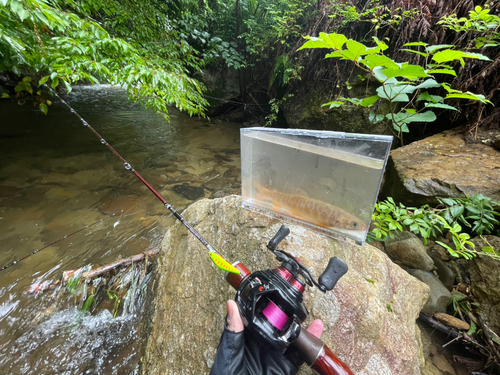 イワナの釣果