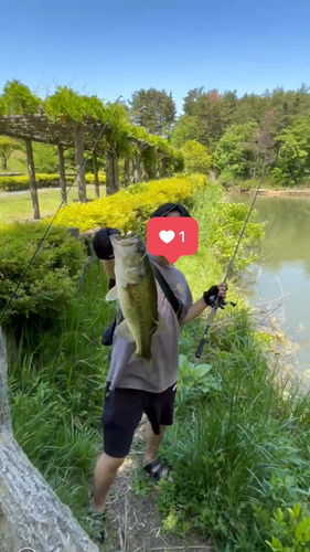 ブラックバスの釣果