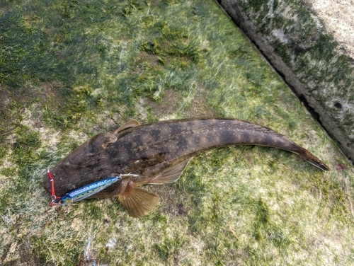 マゴチの釣果